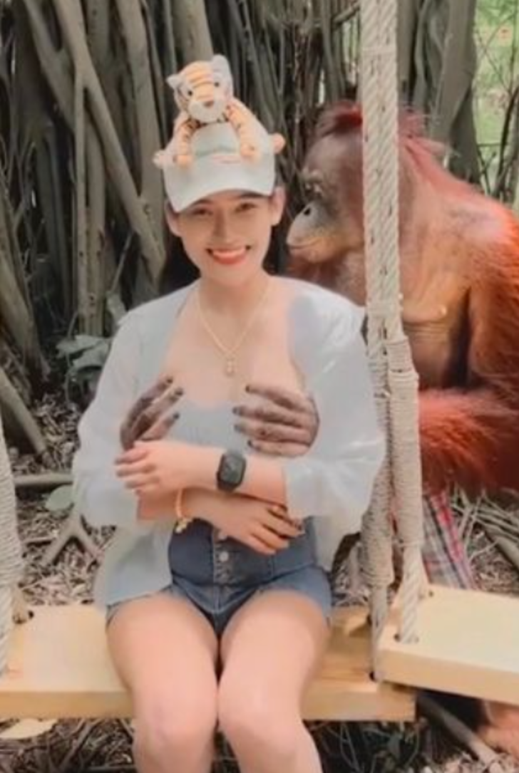 Sosyal medyada viral oldu! Orangutan turistin göğüslerine elleyip bir anda öpmeye başladı