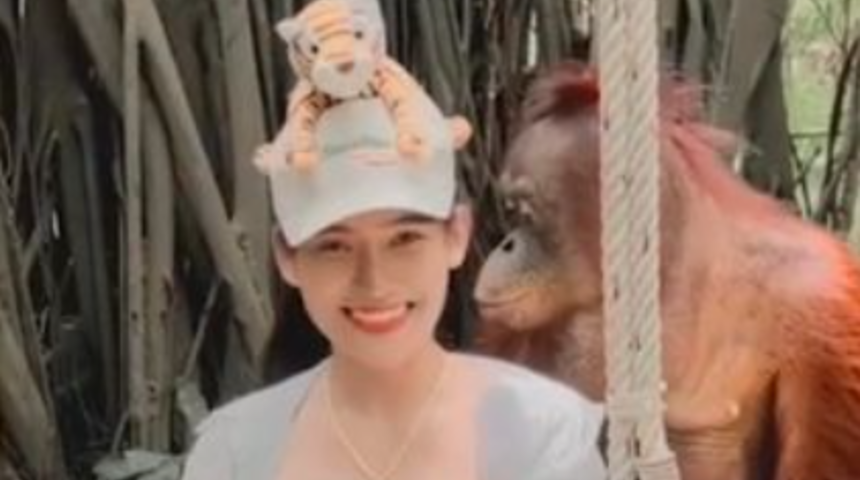 Sosyal medyada viral oldu! Orangutan turistin göğüslerine elleyip bir anda öpmeye başladı