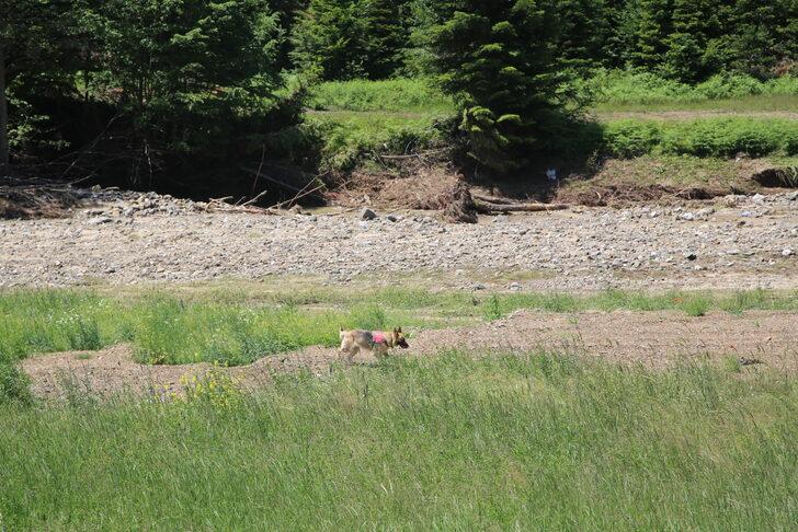 Kastamonu'da sele kapılan genci arama çalışmaları 6'ncı gününde devam ediyor G1