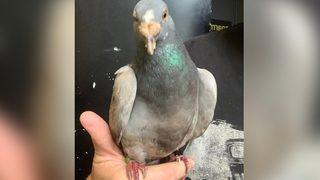 İngiltere'de yolunu şaşıran bir yarış güvercini okyanusu aştı, bakın nerede ortaya çıktı! 'Bu kadar yolu uçmuş olamaz'