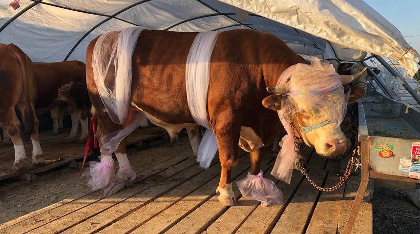 'Babayiğit' isimli boğa alıcısını bekliyor! 'Kendimden çok hayvanlara bakıyorum'
