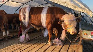 'Babayiğit' isimli boğa alıcısını bekliyor! 'Kendimden çok hayvanlara bakıyorum'