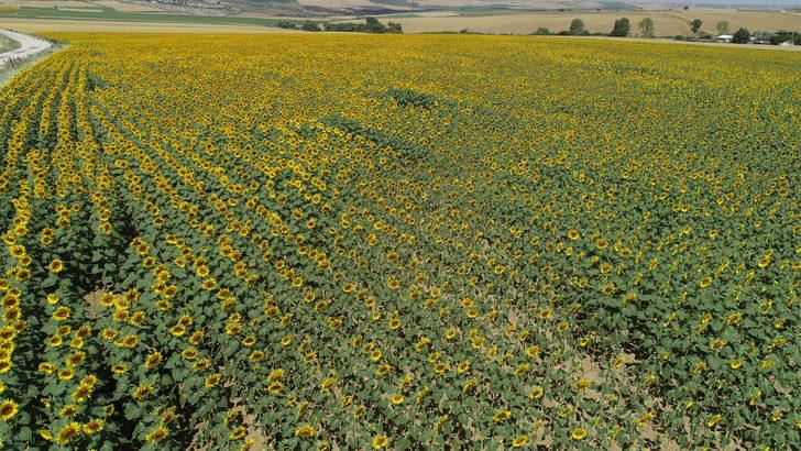 Tekirdağ'da ayçiçeklerinin açmasıyla tarlalar sarıya boyandı G1