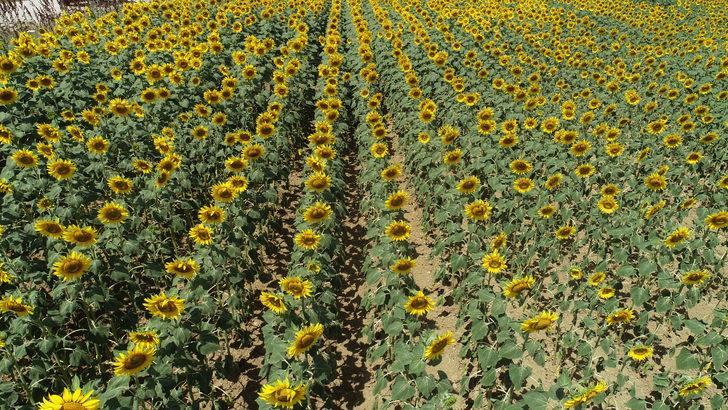 Tekirdağ'da ayçiçeklerinin açmasıyla tarlalar sarıya boyandı G2