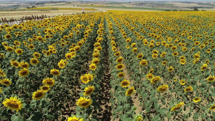Tekirdağ'da ayçiçeklerinin açmasıyla tarlalar sarıya boyandı G3
