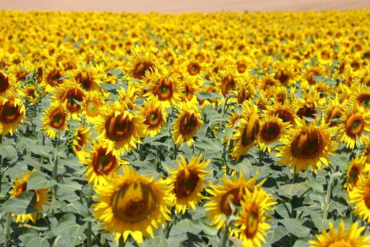 Tekirdağ'da ayçiçeklerinin açmasıyla tarlalar sarıya boyandı G4