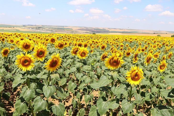 Tekirdağ'da ayçiçeklerinin açmasıyla tarlalar sarıya boyandı G5