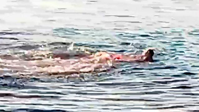 Tatilde dehşet anları! Denize giren kadın köpek balığı saldırısında parçalanarak öldürüldü