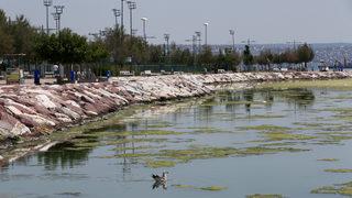 İzmir'de Bostanlı sahilinde yosun tabakası oluştu