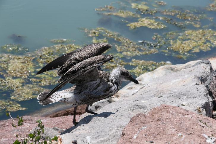 İzmir'de Bostanlı sahilinde yosun tabakası oluştu G3