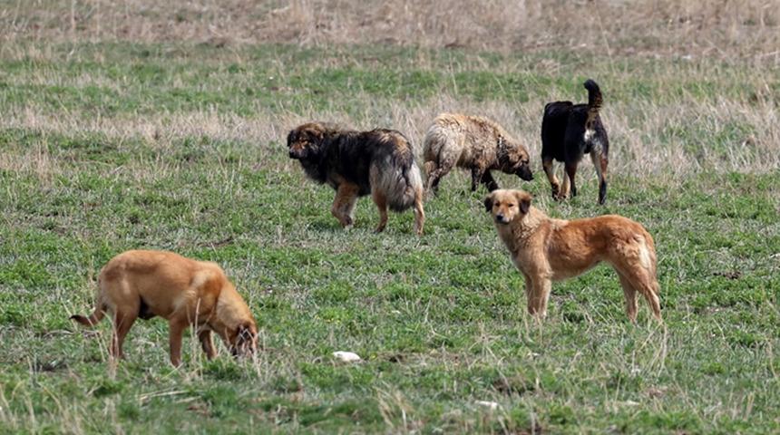 Köpek saldırısında yaralanmıştı! 54 gün sonra acı haber geldi