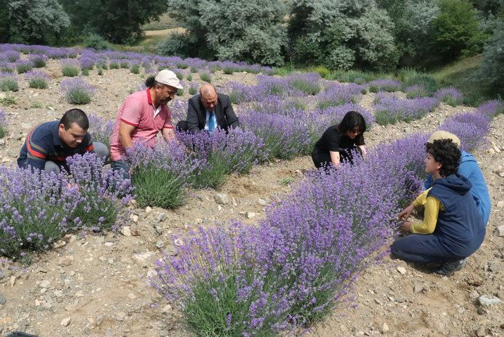 Yozgat'ta deneme ekimi yapılan lavanta hasat edildi G1