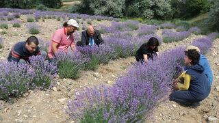 Yozgat'ta deneme ekimi yapılan lavanta hasat edildi