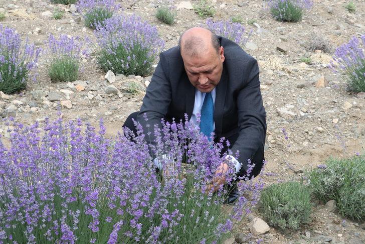 Yozgat'ta deneme ekimi yapılan lavanta hasat edildi G2