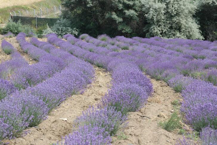 Yozgat'ta deneme ekimi yapılan lavanta hasat edildi G3