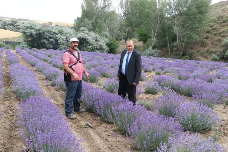 Yozgat'ta deneme ekimi yapılan lavanta hasat edildi G4