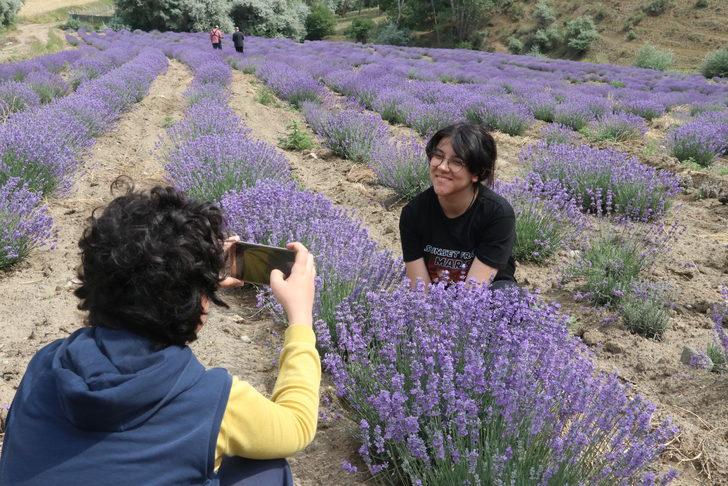 Yozgat'ta deneme ekimi yapılan lavanta hasat edildi G5