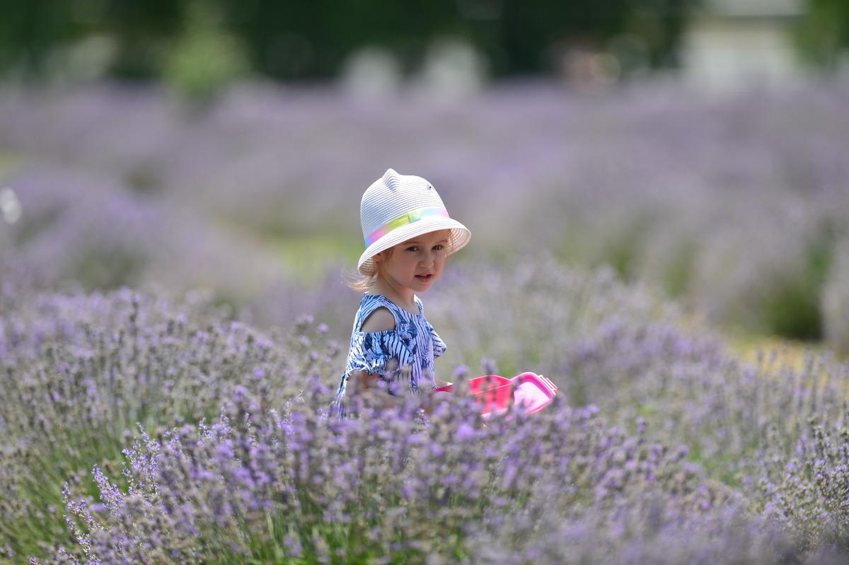 Karab&uuml;k'te mor tarlalarda lavanta hasadı başladı