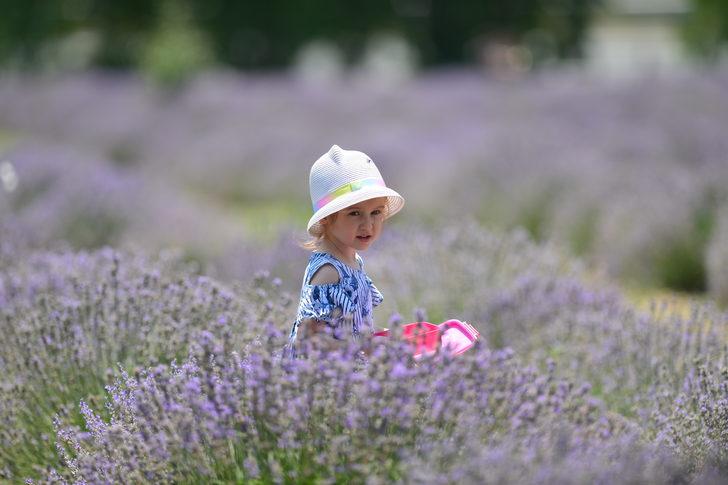 Karabük'te mor tarlalarda lavanta hasadı başladı G1