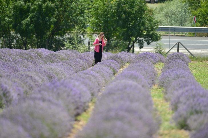 Karabük'te mor tarlalarda lavanta hasadı başladı G2