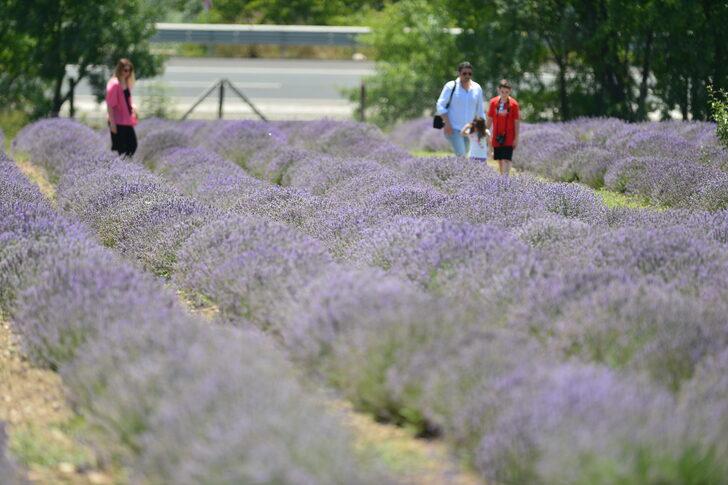 Karabük'te mor tarlalarda lavanta hasadı başladı G3