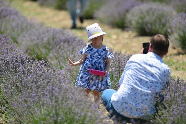 Karabük'te mor tarlalarda lavanta hasadı başladı G4