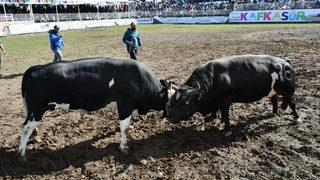 41. Kafkasör Kültür, Turizm ve Sanat Festivali boğa güreşleriyle devam ediyor