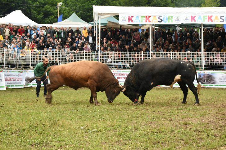 "41. Kafkasör Kültür, Turizm ve Sanat Festivali" boğa güreşleriyle devam ediyor G2