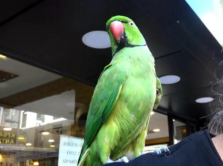 Evde sıkılan papağanını gezmeye çıkarıyor G2