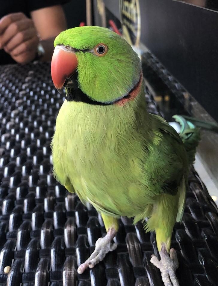 Evde sıkılan papağanını gezmeye çıkarıyor G4