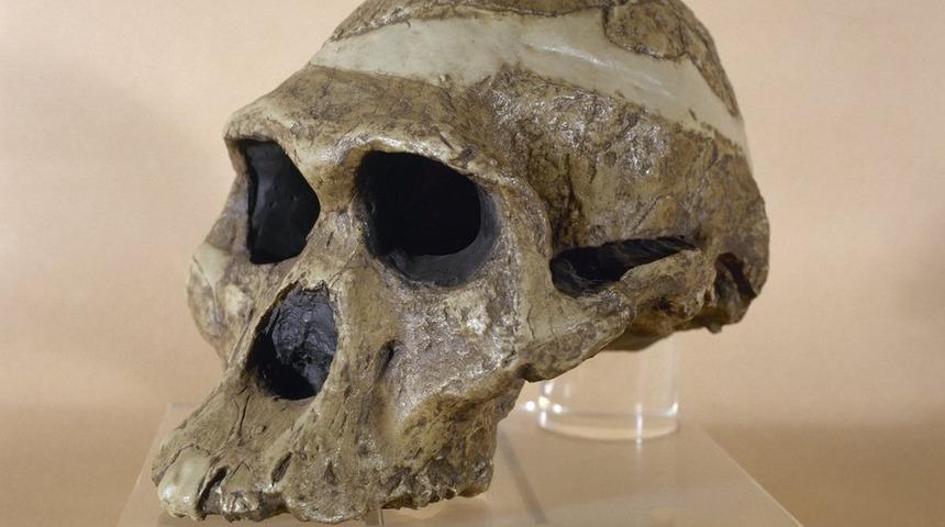 En eski atalarımıza ait fosiller düşünülenden bir milyon yıl daha yaşlı