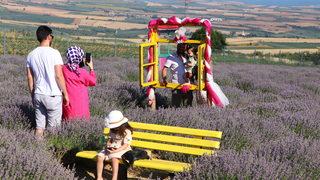 Tekirdağ'daki lavanta tarlaları ziyaretçilerini ağırlıyor