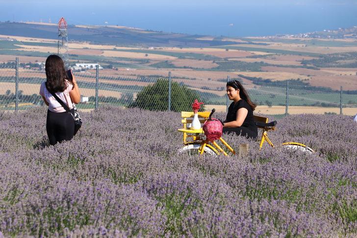 Tekirdağ'daki lavanta tarlaları ziyaretçilerini ağırlıyor G2