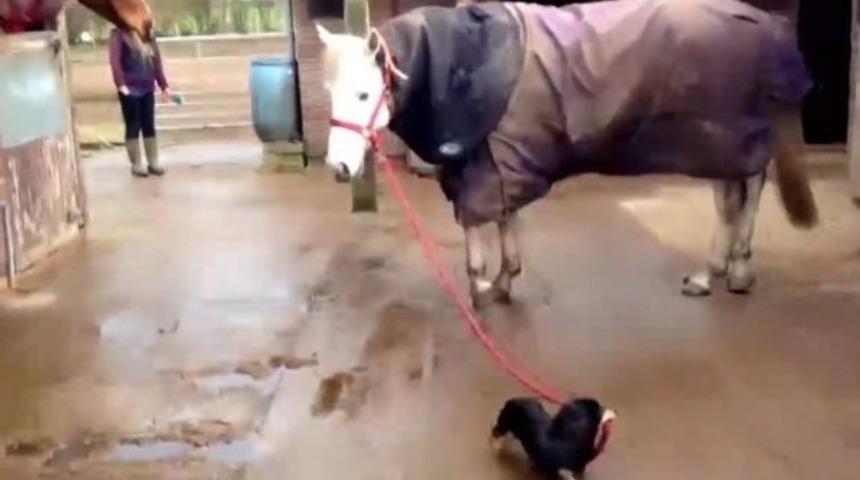 At gezdiren k&ouml;pek: K&ouml;pek ile atın mutluluğu