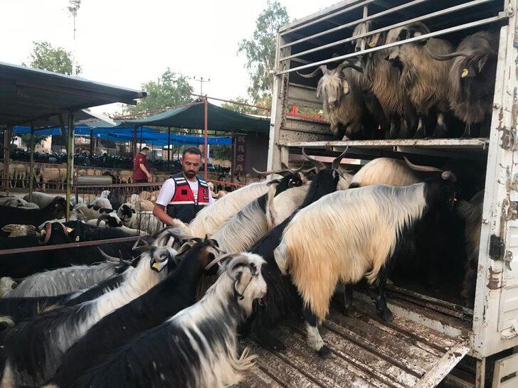 Sosyal medyadan tanıştıkları kişinin keçilerini satan 2 kişi yakalandı G2