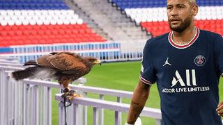 PSG'den ilginç yöntem! Sahanın zeminini korumak için şahin aldılar