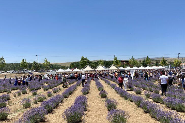 Kırşehir'de yetiştirilen lavantalar şölenle hasat edildi G1
