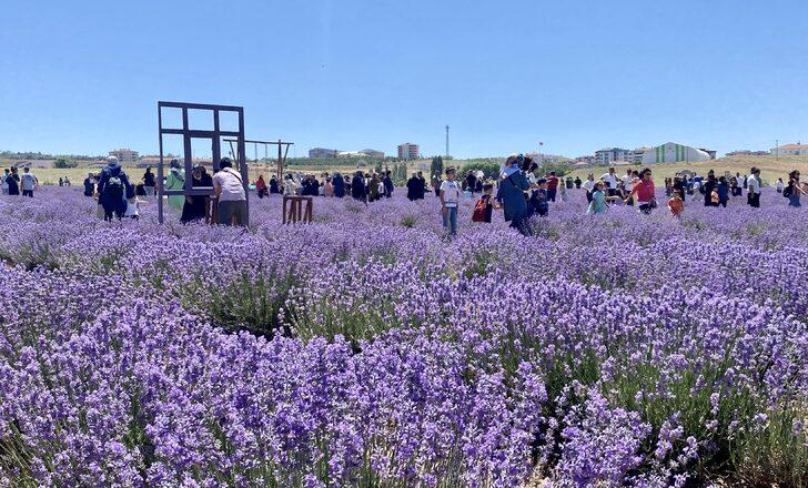 Kırşehir'de yetiştirilen lavantalar şölenle hasat edildi G2