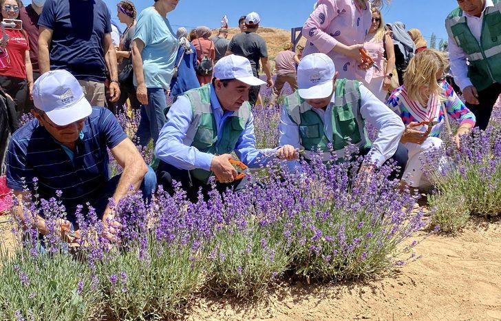 Kırşehir'de yetiştirilen lavantalar şölenle hasat edildi G3