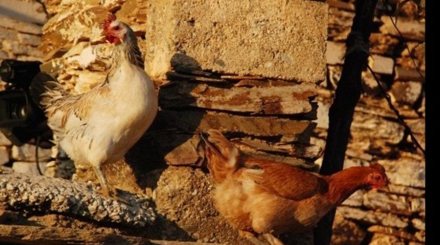 Salmonella nedir? Tavuk etinde salmonella tehlikesi...