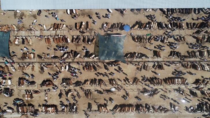 Afyonkarahisar'da hayvan pazarında kurban hareketliliği yaşanıyor G3