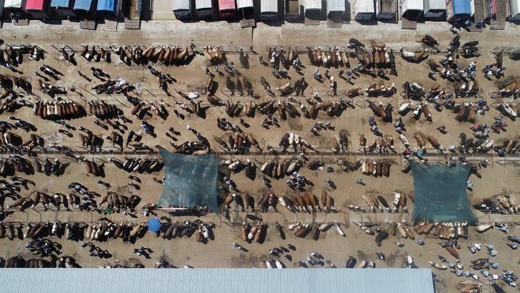 Afyonkarahisar'da hayvan pazarında kurban hareketliliği yaşanıyor G5