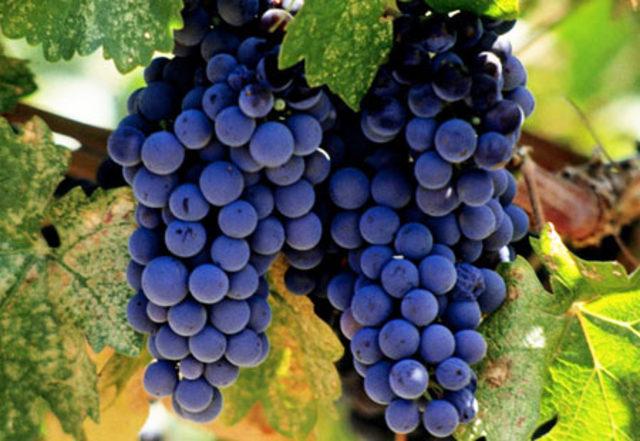 Bu Besinlerle Yaşlanmak İmkansız! 4