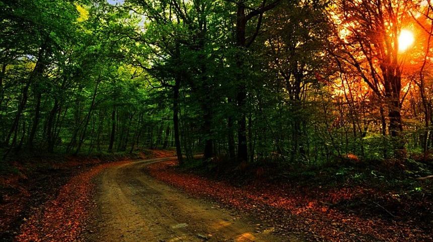 İstanbul'da ormanlara giriş yasaklandı mı? Ormana giriş hangi tarihler arasında yasak? Vali Yerlikaya'dan son dakika açıklaması!