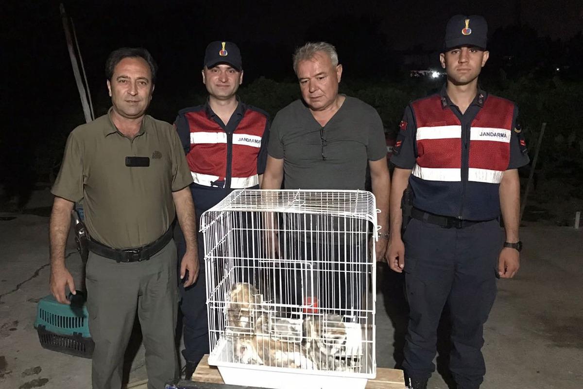 Manisa'da bulunan pe&ccedil;eli baykuş yavruları koruma altına alındı