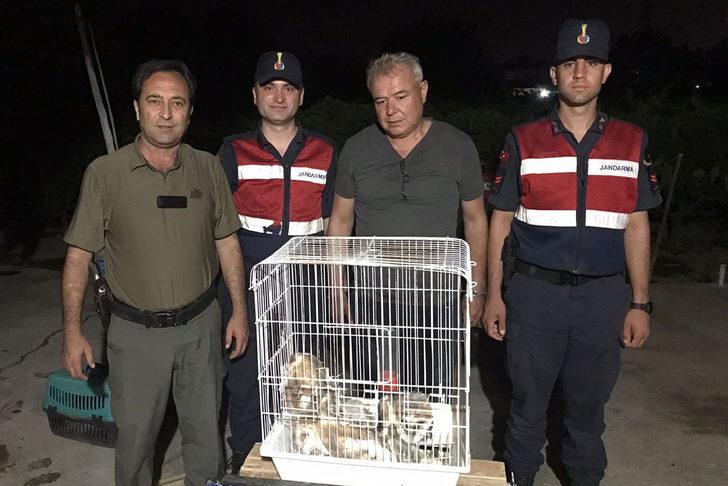 Manisa'da bulunan peçeli baykuş yavruları koruma altına alındı G1