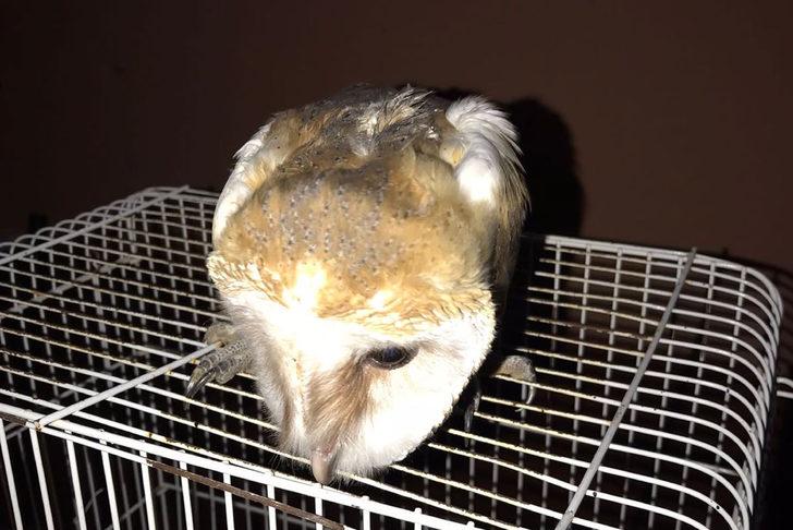 Manisa'da bulunan peçeli baykuş yavruları koruma altına alındı G2