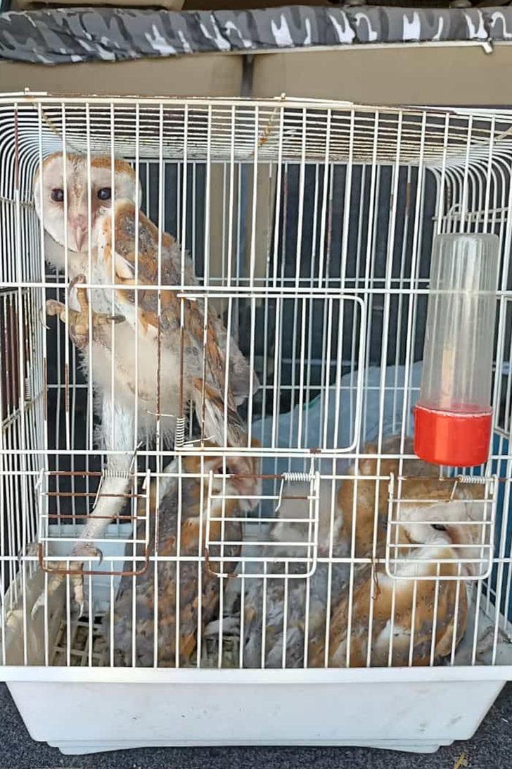 Manisa'da bulunan peçeli baykuş yavruları koruma altına alındı G3