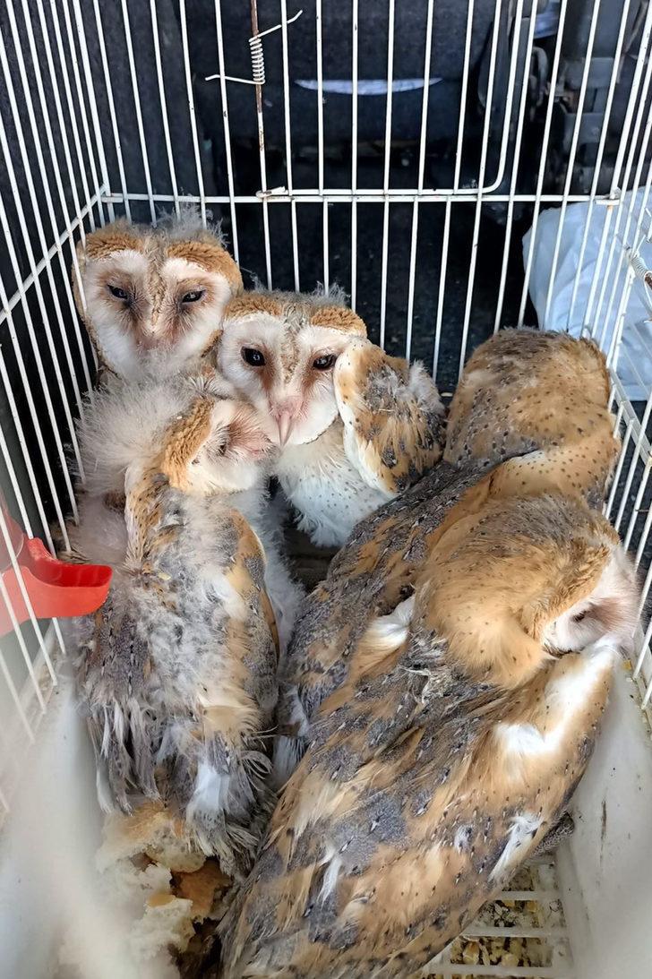 Manisa'da bulunan peçeli baykuş yavruları koruma altına alındı G4