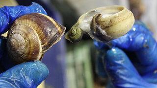 ABD'de salyangoz istilası! Bir bölge karantinaya alındı